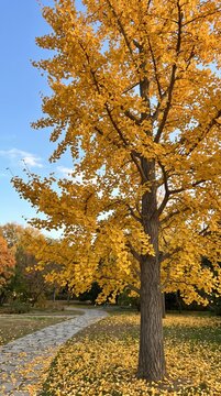 Ginkgo biloba tree