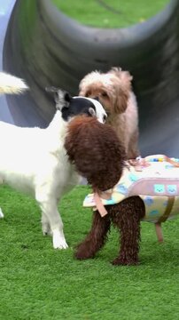 Several dogs interact on a grassy dog park area near an agility tunnel, including a small dog wearing a patterned life jacket, captured as cinematic outdoor pet footage.