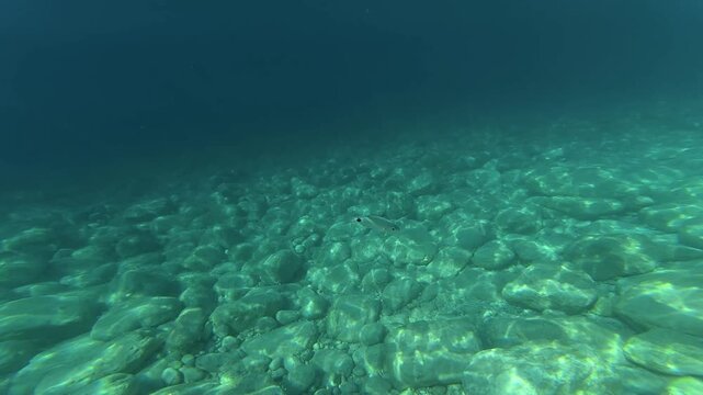A underwater camera moves along a rugged ocean floor, capturing fish swimming around mossy rocks and natural seabed formations. Clear ocean depth with no coral reefs, revealing aquatic marine wildlife