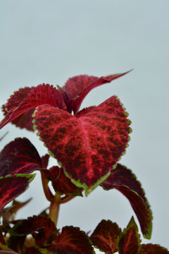 Coleus Red