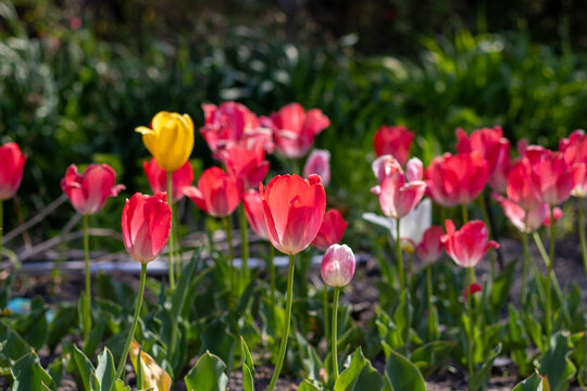 Colorful tulips blooming in a garden bed