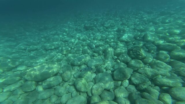 A underwater camera moves along a rugged ocean floor, capturing fish swimming around mossy rocks and natural seabed formations. Clear ocean depth with no coral reefs, revealing aquatic marine wildlife