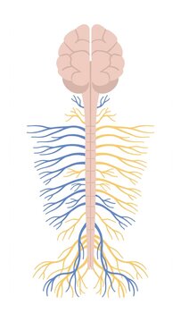 Human Nervous System Brain And Spinal Nerves Clean Vector