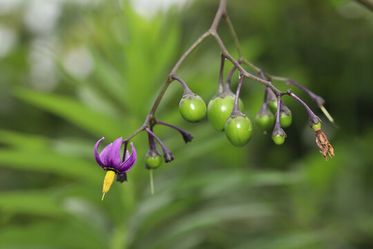 Bittersweet nightshade (Solanum dulcamara) flowers in Ohio. Beautiful purple petals fold back into a corolla from which the long, yellow fused anthers emerge. An introduced species in North America.