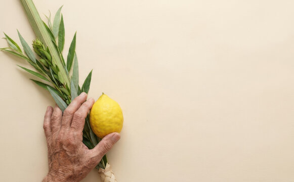 Elderly man holding a traditional lulav and etrog for Sukkot celebration