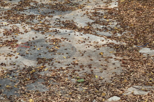 Dry leaves scattered across an abandoned garden, showing neglect, decay, and nature reclaiming space.