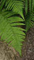 Vertical top-down close-up shot of vibrant green fern leaves spreading over a textured grey lichen-covered rock in a natural forest environment. © Olena