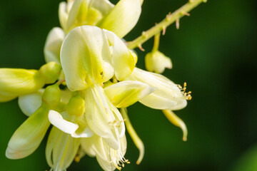 Fototapeta premium 夏の花 木漏れ日に輝くナツフジの淡い花06