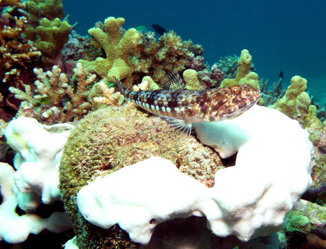 A Sand Lizardfish resting on corals Boracay Island Philippines