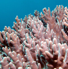 Finger Leather coral growing on a shallow reef Boracay Island Philippines © Paulo Violas