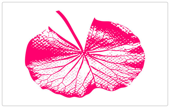 Vivid magenta Indian cress leaf as a stencil cutout, radiating veins and speckled halftone etched in hot pink. The gardeners favorite nose tweaker plant turns bold graphic emblem.