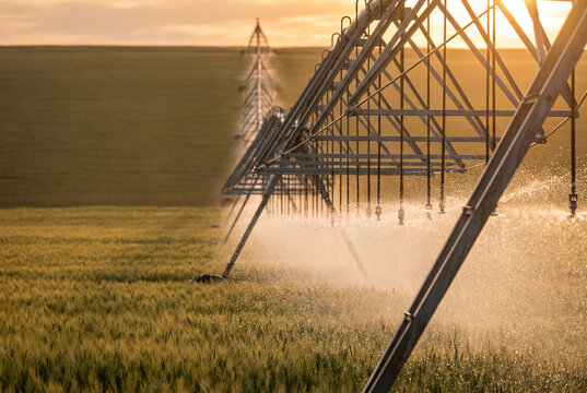 Center pivot irrigation watering a wheat field at sunset