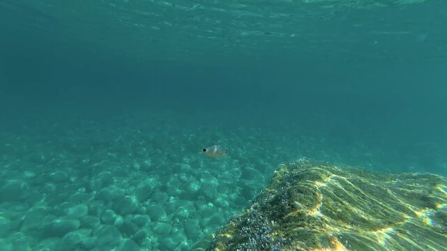 A underwater camera moves along a rugged ocean floor, capturing fish swimming around mossy rocks and natural seabed formations. Clear ocean depth with no coral reefs, revealing aquatic marine wildlife