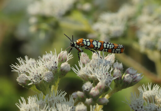 Ailanthus Webworm Moth (Atteva aurea) sitting on the white flowers of a Common Boneset (Eupatorium perfoliatum) on a summer day in Ohio. 
