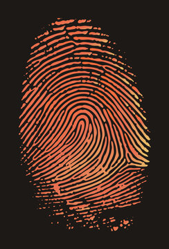 "A thumbprint in glowing flame tones with crisp friction ridges, symbolizing identity, forensics and biometric security in bold flat vector style."