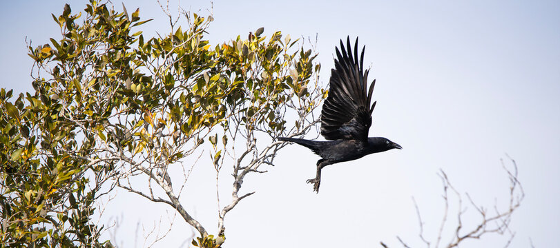 The Torresian crow, also called the Australian crow or Papuan crow, is a passerine bird in the crow family native to the north and west of Australia and nearby islands.