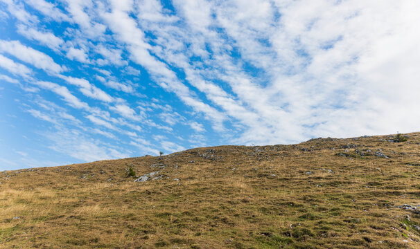 Scenic alpine dry grassy slope with mountain pine and blue cirrocumulus sky. Low angle mountain hill with evergreen bush under cirrocumulus sky. Mountain landscape alp rocks and cirrocumulus cloud