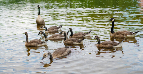 Goose swim in lake water. Group of duck at the lake. Geese or duck bird. Fauna and nature. Canada goose bird in the water. Duck with beak and feather. Geese family group © be free