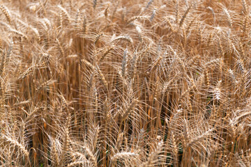 Obraz premium Ripe wheat harvest. Agriculture and farming. Barley ear spikelet. Farming crop field. Wheat flied at rural countryside. Agricultural landscape. Crop countryside field. Agrobusiness