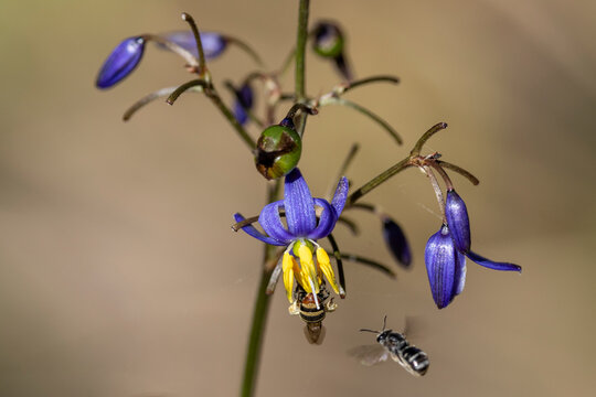 Australian native stingless bees feeding on Dianella flowers