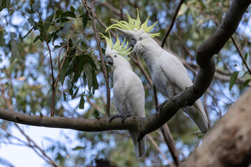Sulphur-crested Cockatoo's with crests erect © Ken Griffiths