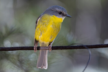 Obraz premium Australian Eastern Yellow Robin perched on tree branch