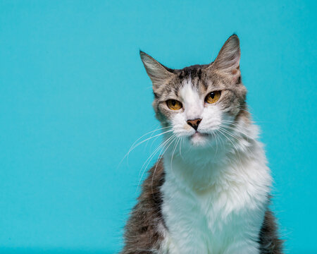 Portrait of a White Chested Cat Isolated on a Teal Background