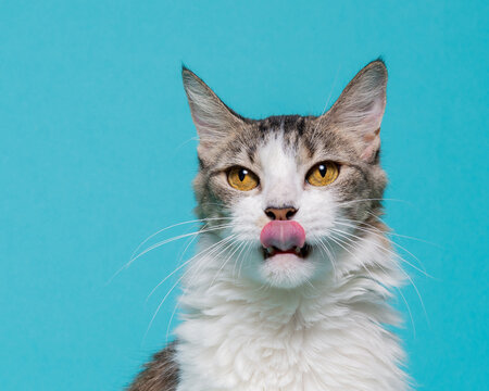 White Chested Cat Sticking Out Its Tongue on a Teal Background