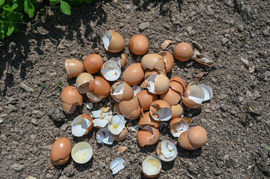 Eggshells as natural fertilizer. Feeding soil and plants with eggshells. Natural nutrition of plants in the garden.