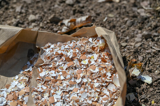 Eggshells as natural fertilizer. Feeding soil and plants with eggshells. Natural nutrition of plants in the garden.