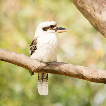 Laughing Kookaburra