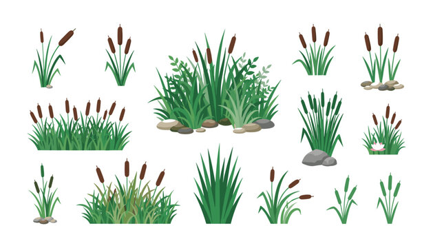 Cattail grass and swamp reeds vector collection with green marsh plants bulrush bushes rocks and water lily