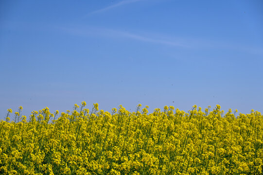 Oilseed rape growing in a field. Oilseed rape or Rapeseed. Large field of oilseed rape. Yellow oilseed rape flowers.