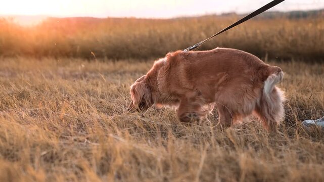 Red cocker spaniel dog walks sniffs nature smelling in mown grass in rural field at sunset time active pedigreed dog seeks animal traces in country park spaniel dog walks along field grass closeup