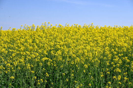 Oilseed rape growing in a field. Oilseed rape or Rapeseed. Large field of oilseed rape. Yellow oilseed rape flowers.