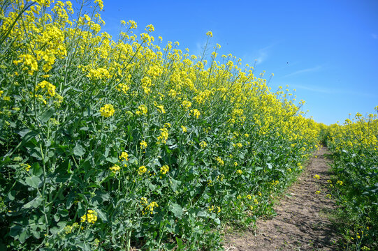 Oilseed rape growing in a field. Oilseed rape or Rapeseed. Large field of oilseed rape. Yellow oilseed rape flowers.
