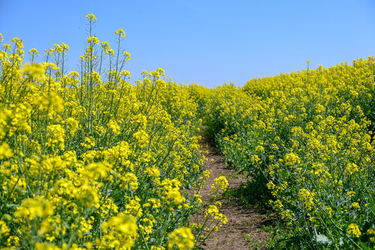 Oilseed rape growing in a field. Oilseed rape or Rapeseed. Large field of oilseed rape. Yellow oilseed rape flowers.
