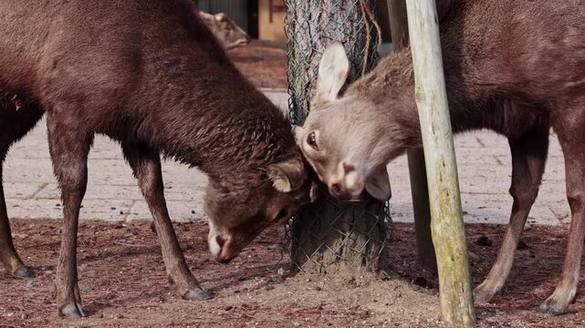 Two young sika deer play fighting in Nara Park Japan
