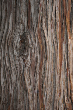 Textured Surface of Old Tree Bark