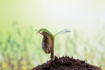 Snail Crawling on Green Sprout in Soil © halimqdn
