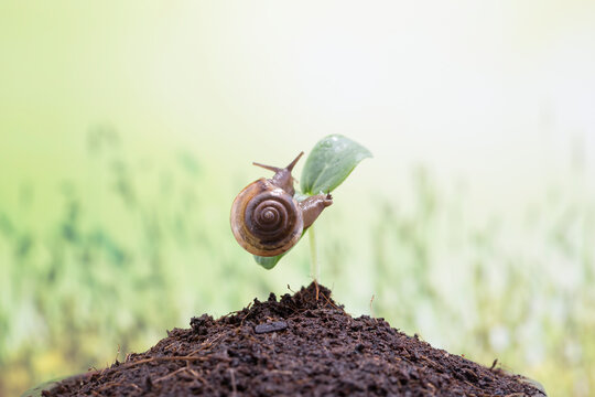 Snail Crawling on Green Sprout in Soil