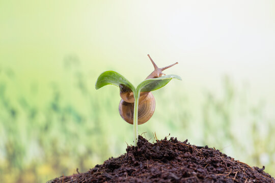 Snail Crawling on Green Sprout in Soil