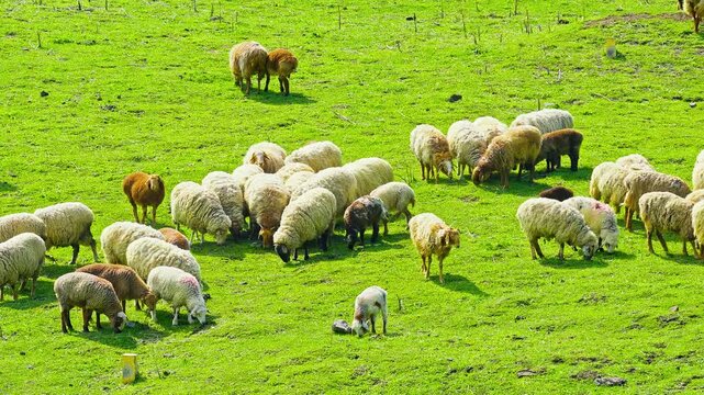 Flock of sheep grazing across a vivid green pasture, with woolly adults and smaller lambs scattered under bright sunlight.