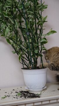Cat left unattended make a mess and dig soil in pots of indoor plants, Naughty pets home alone. Caught In The Act. Guilty