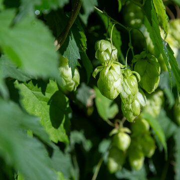 Clusters of green hop cones hanging from a vine with serrated leaves in bright sunlight.