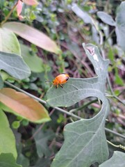 ladybug on a leaf © Rattinun