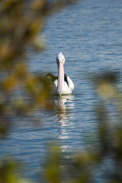 Australian Pelican or Pelecanus conspicillatus.