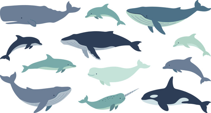 Set of diverse cute whale and dolphin illustrations for children educational design