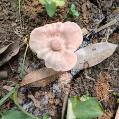 mushrooms in the forest © Mary