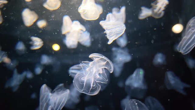 jellyfish in the water